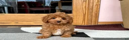 Cockapoo dogs for sale: Leona F1b - Ad 4