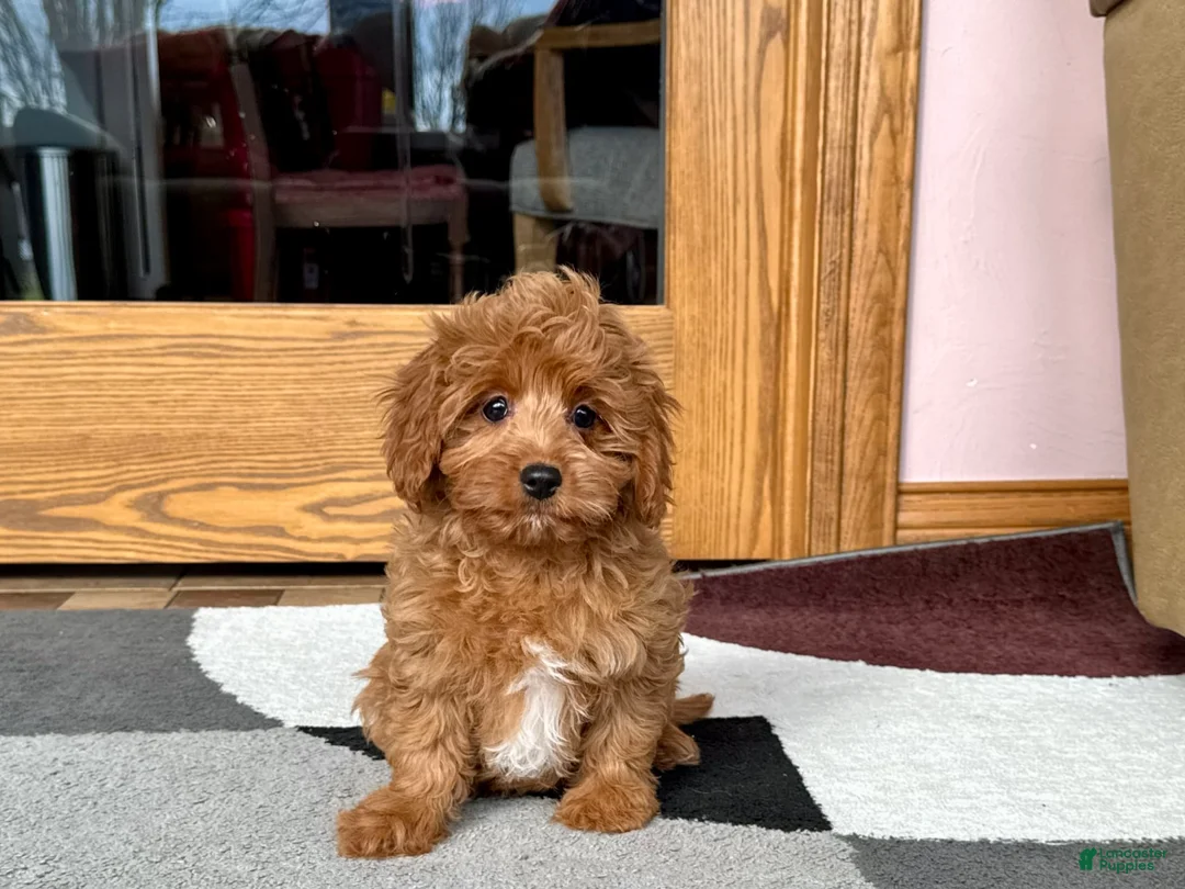 Cockapoo dogs for sale: Leona F1b - Ad 4