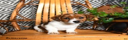 Jack Russell Terrier dogs for sale: Sandy - Ad 1