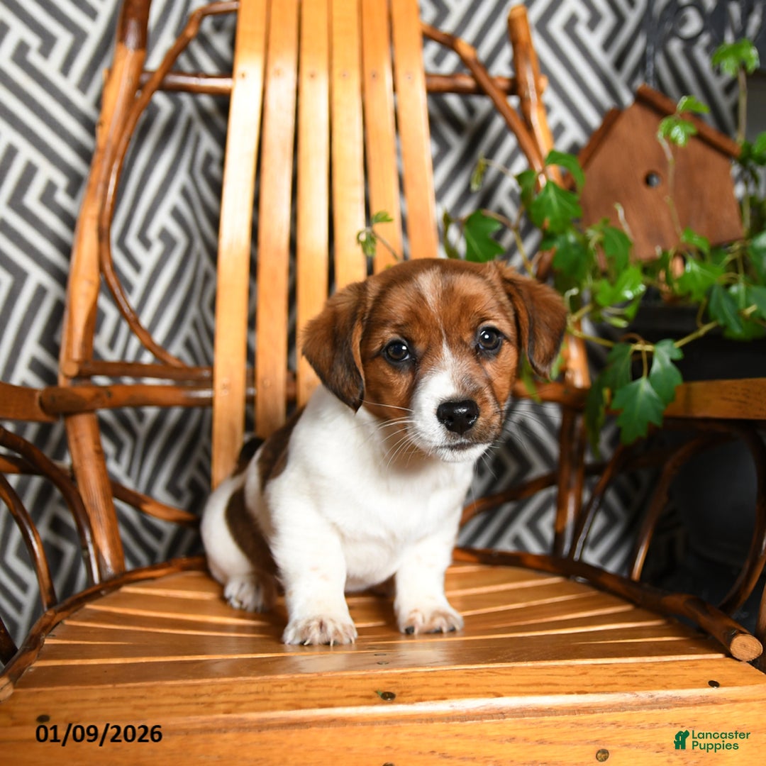 Jack Russell Terrier dogs for sale: Sandy - Ad 1
