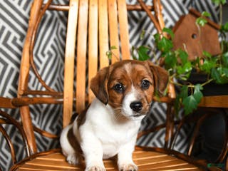 Jack Russell Terrier dogs Sandy - Ad 29