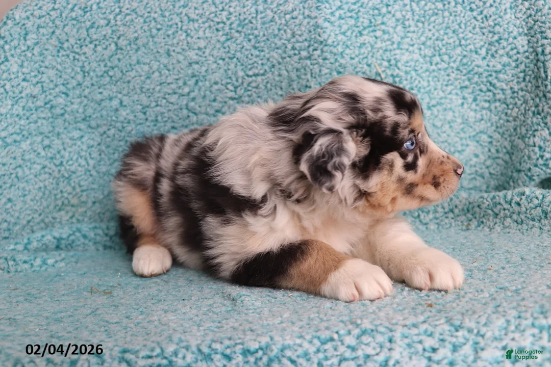 Australian Shepherd dogs for sale: Lily - Ad 4