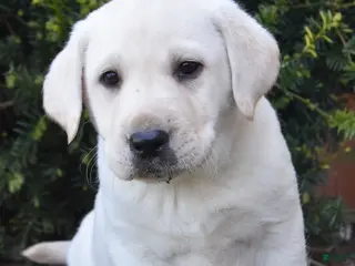 Labrador Retriever dogs for sale: Winnie - Ad 1