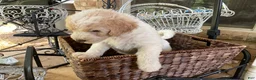 Aussiedoodle dogs for sale: Kira - Ad 4