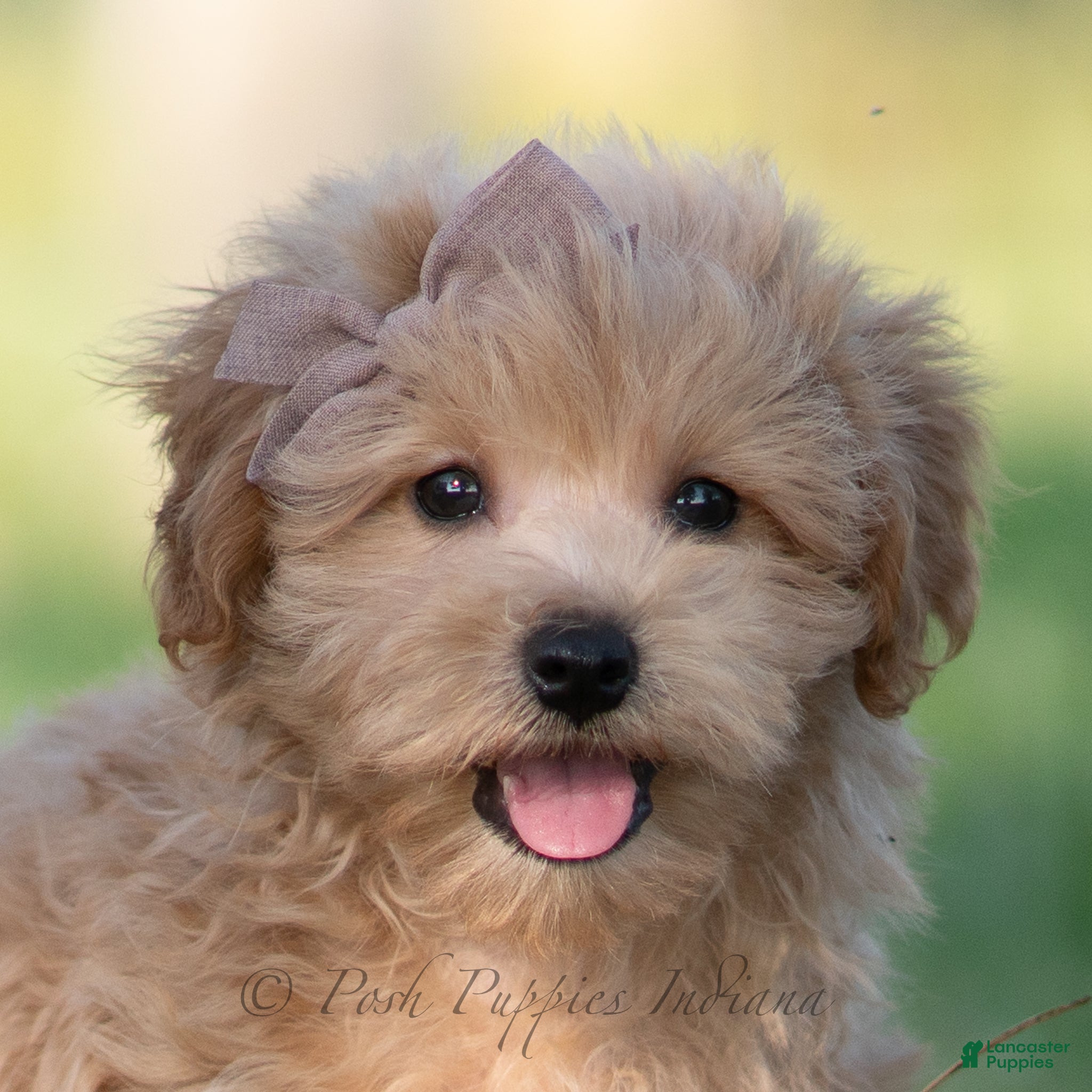 Maltipoo dogs tucker - Ad 12