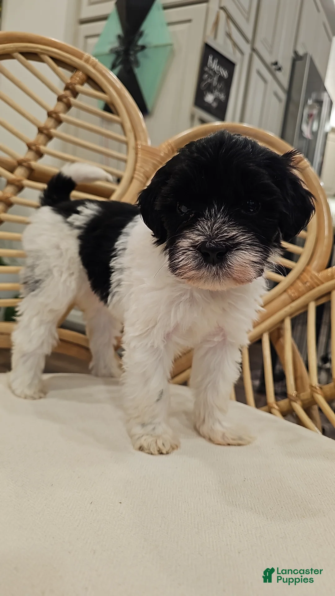 Portuguese Water Dog dogs for sale: Bailey B. 💜 - Ad 1