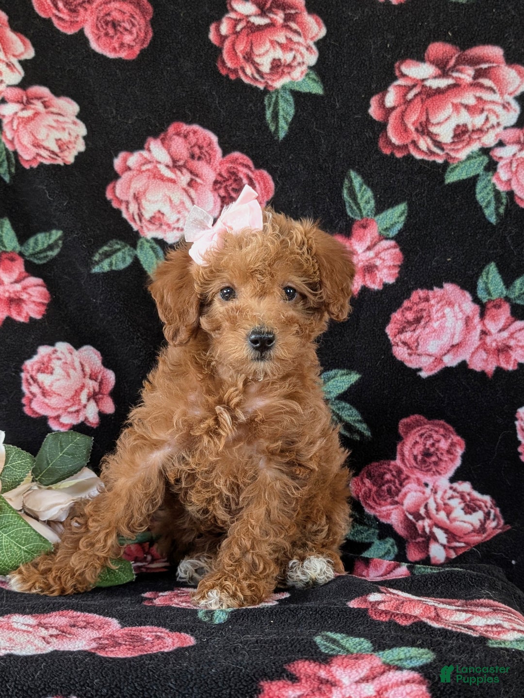 Mixed Breed dogs for sale: Dora Hypoallergenic - Ad 3