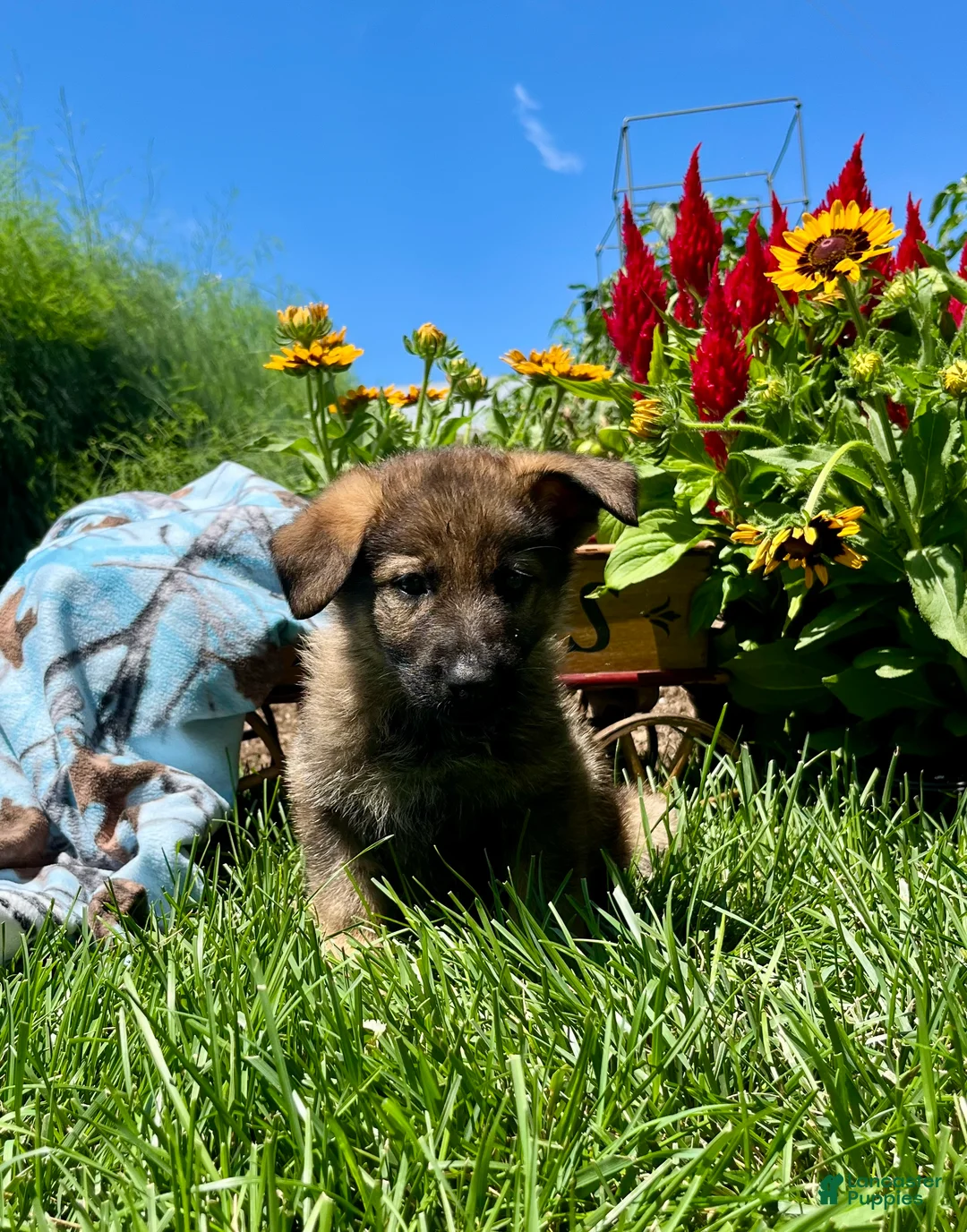 German Shepherd dogs for sale: ALPHA❤️AKC Working Lines - Ad 1