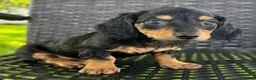 Dachshund dogs for sale: Dirk - Ad 1