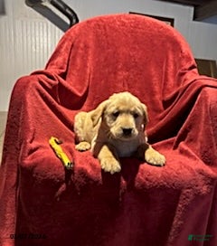 Goldador dogs Anne - Ad 3