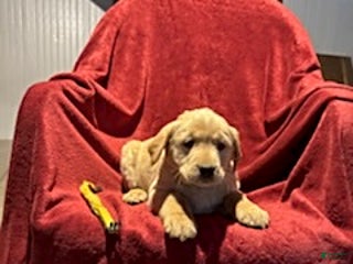 Goldador dogs for sale: Anne - Ad 4