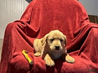 Goldador dogs Anne - Ad 25