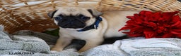 Pug dogs for sale: Molly - Ad 4