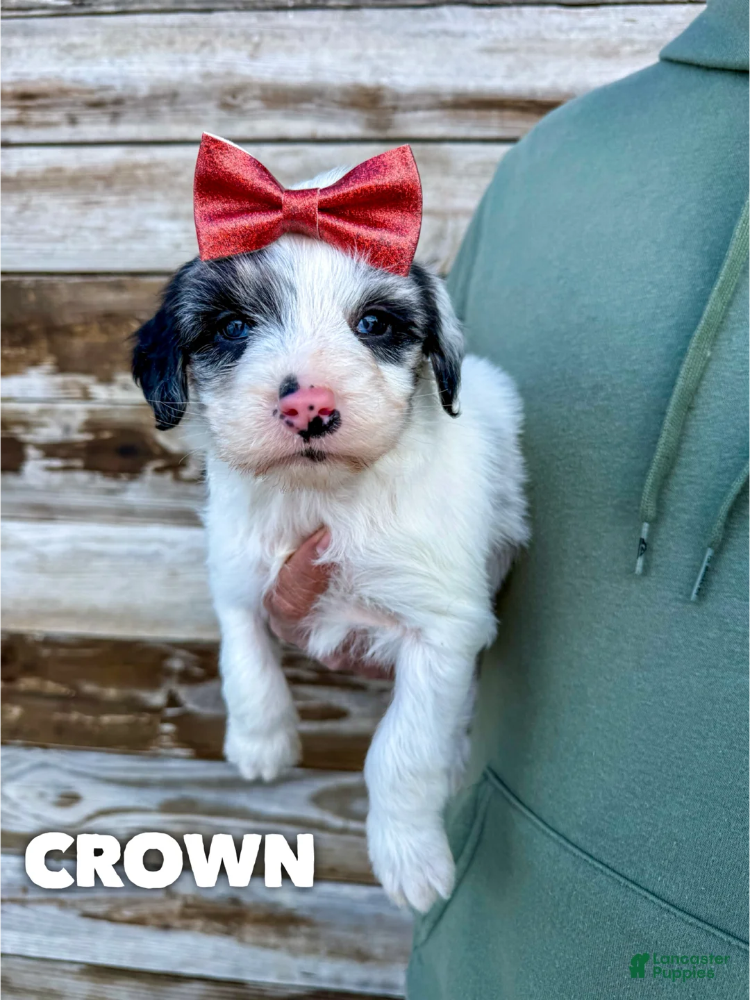 Aussiedoodle dogs for sale: Crown - Standard F1 - Ad 2