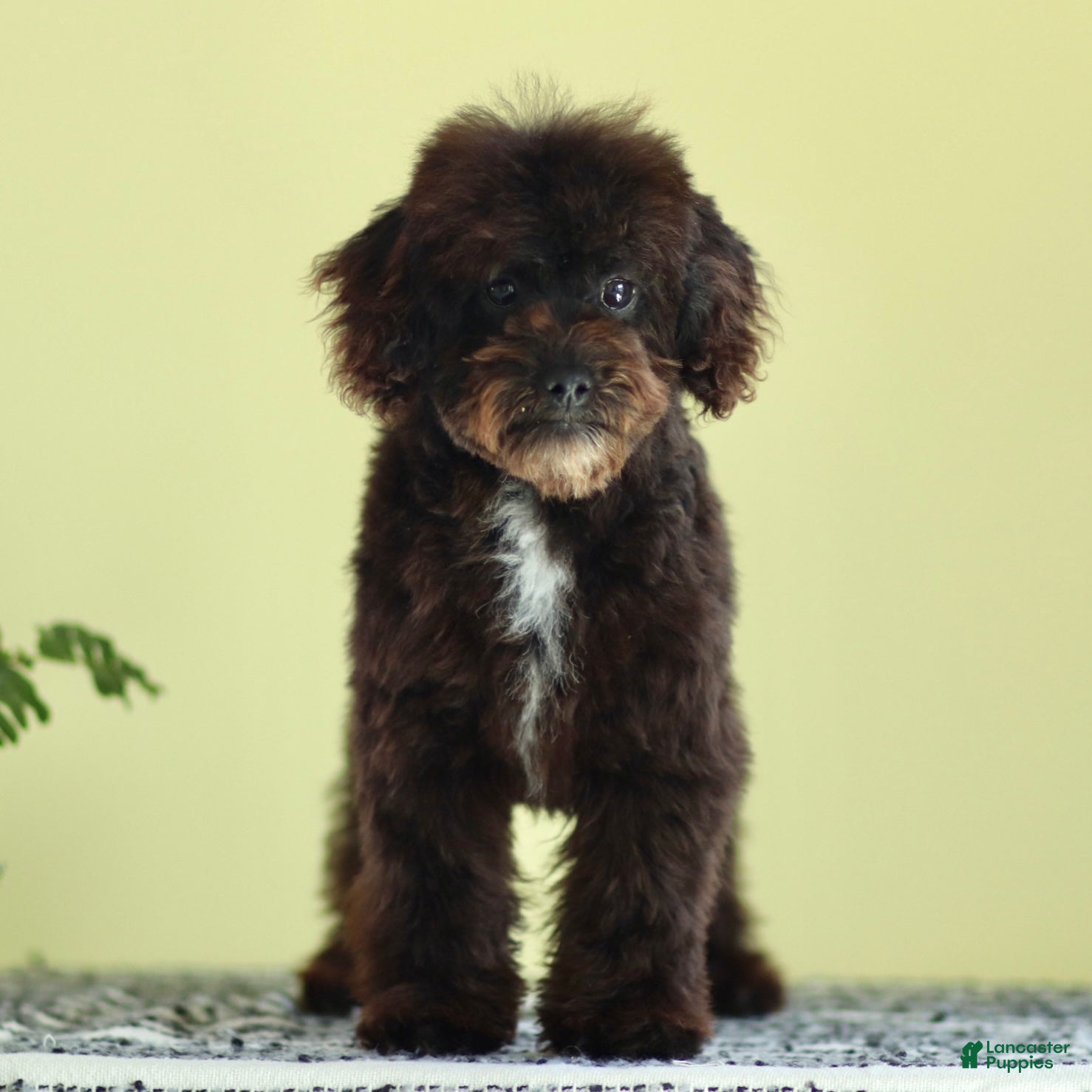 Miniature Poodle dogs Buddy - Ad 1