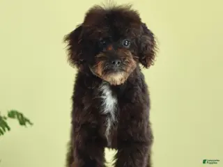 Miniature Poodle dogs for sale: Buddy - Ad 3