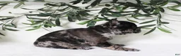Frenchton dogs for sale: Indie  - Ad 5
