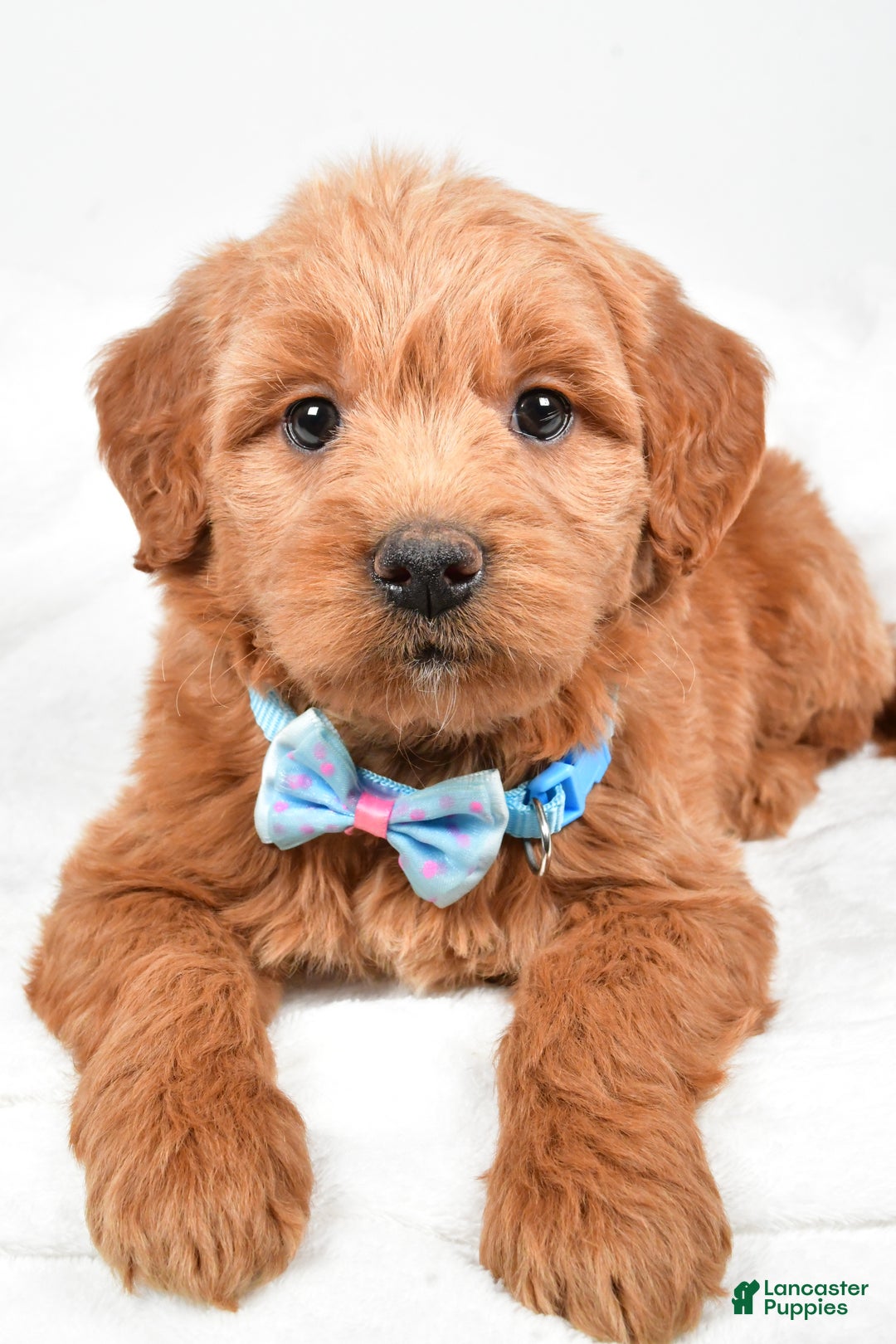 Mini Goldendoodle dogs for sale: Brent - Ad 7
