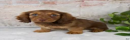 Miniature Dachshund dogs for sale: Oliver - Ad 2