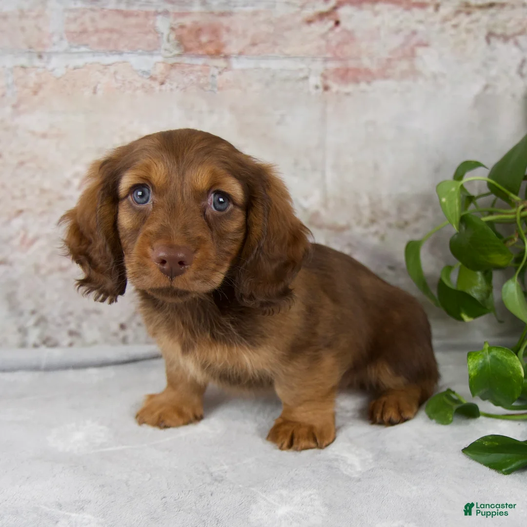 Miniature Dachshund dogs for sale: Oliver - Ad 2