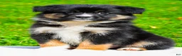 Miniature Australian Shepherd dogs for sale: Javon - Ad 11