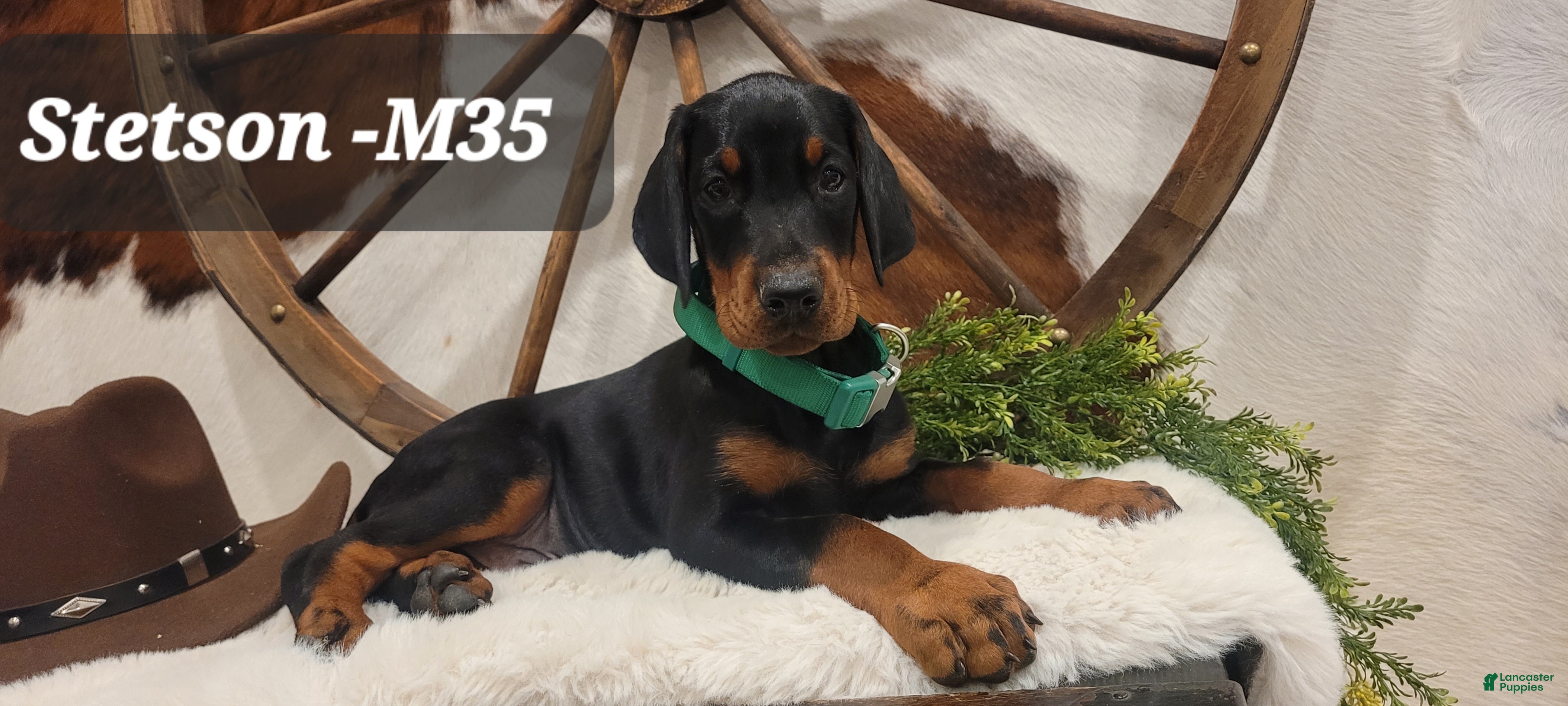 Doberman Pinscher dogs STETSON  - Ad 1