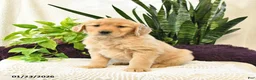 Golden Retriever dogs for sale: Pazely - Ad 2