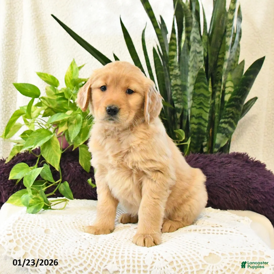 Golden Retriever dogs for sale: Pazely - Ad 2