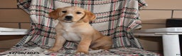 Labrador Retriever dogs for sale: Piper - Ad 4