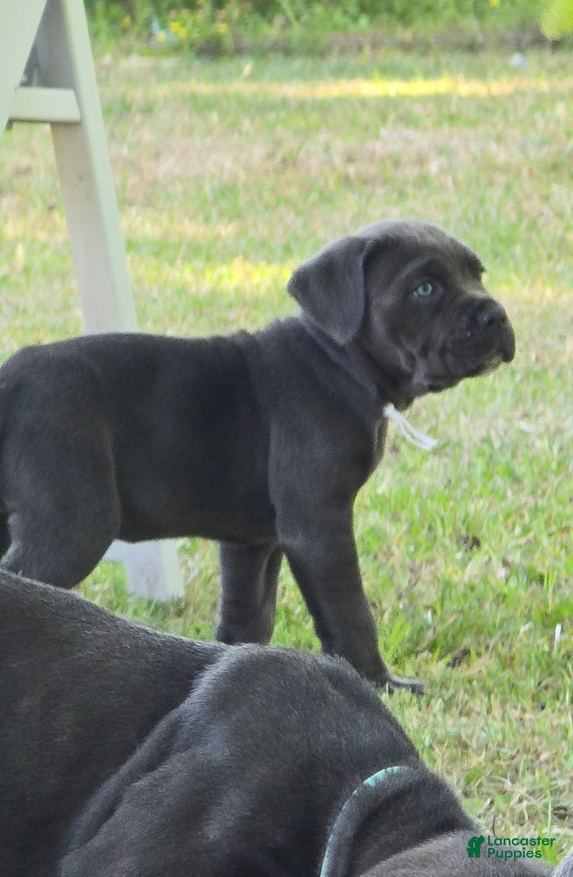 Cane Corso dogs Cane Corso Puppy 3 - Ad 1
