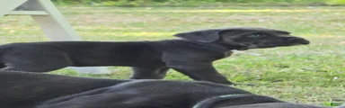 Cane Corso Puppy 3