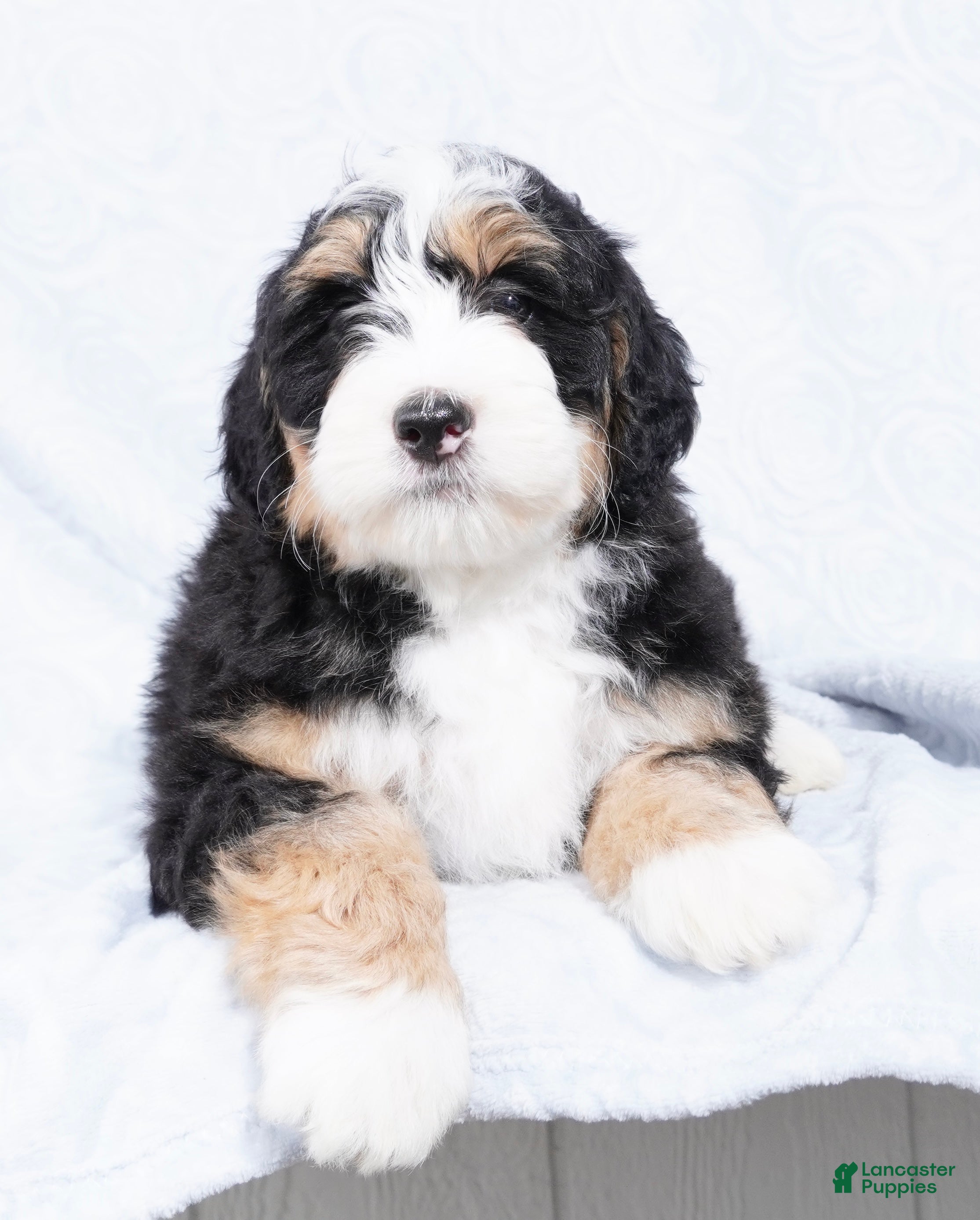 Mini Bernedoodle dogs Nora  - Ad 22