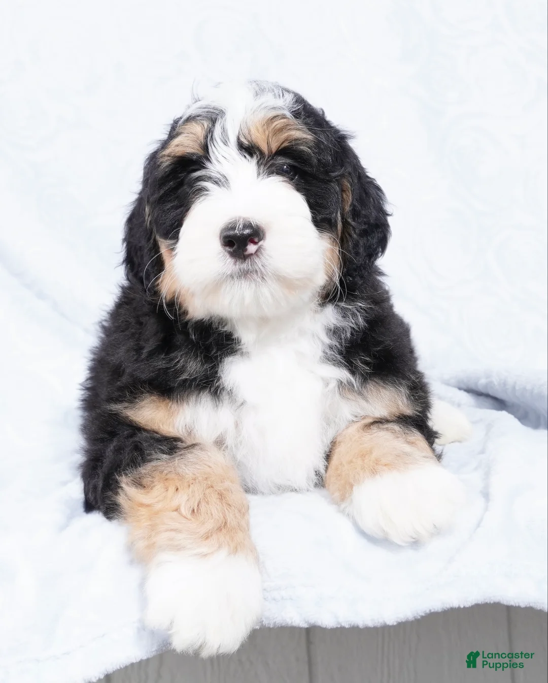 Mini Bernedoodle dogs for sale: Nora  - Ad 1