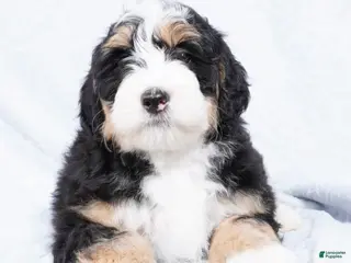 Mini Bernedoodle dogs Nora - Ad 20