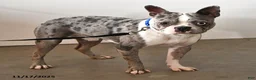 Boston Terrier dogs for sale: Baxter - Ad 7