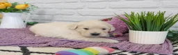 Golden Retriever dogs for sale: Nevada  - Ad 2
