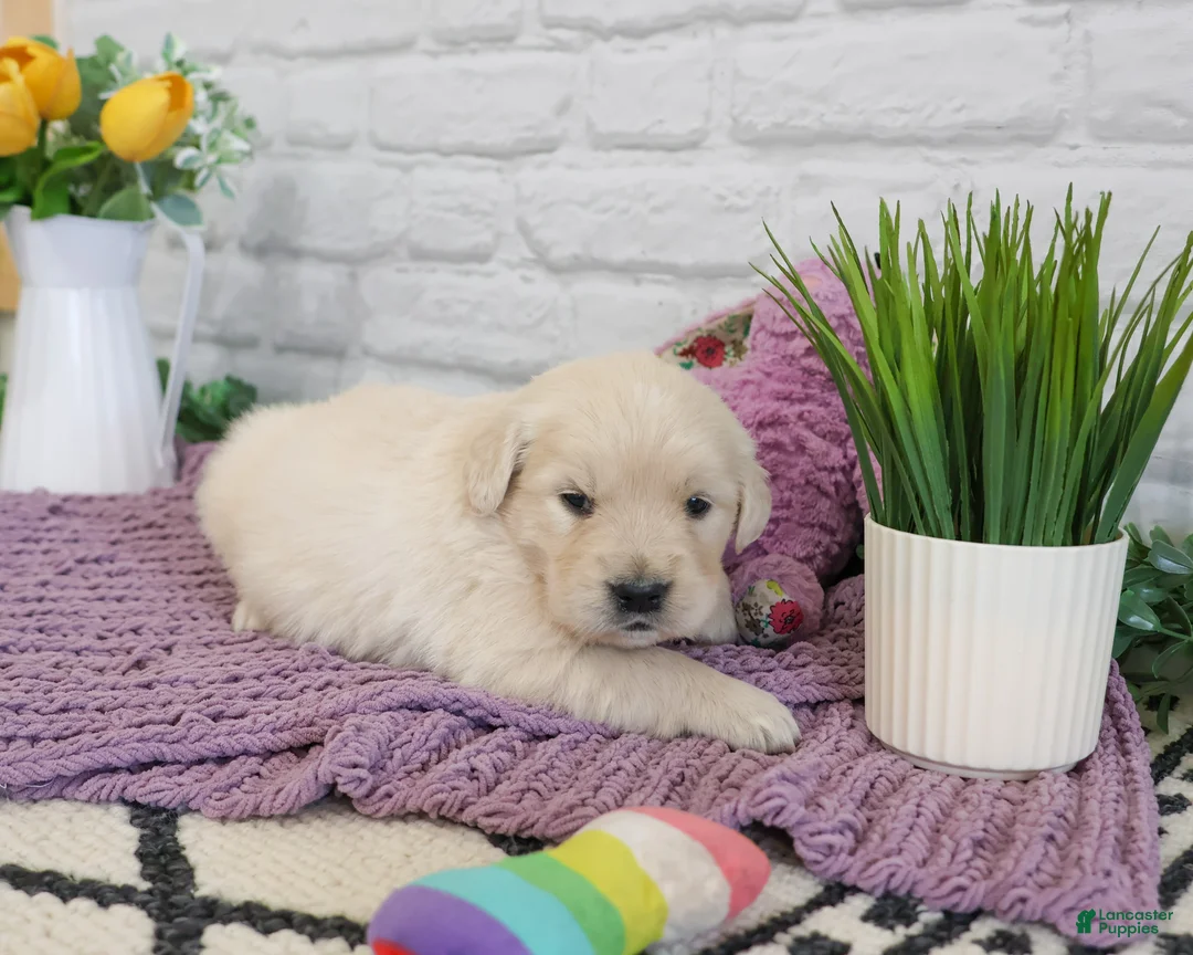 Golden Retriever dogs for sale: Nevada  - Ad 2
