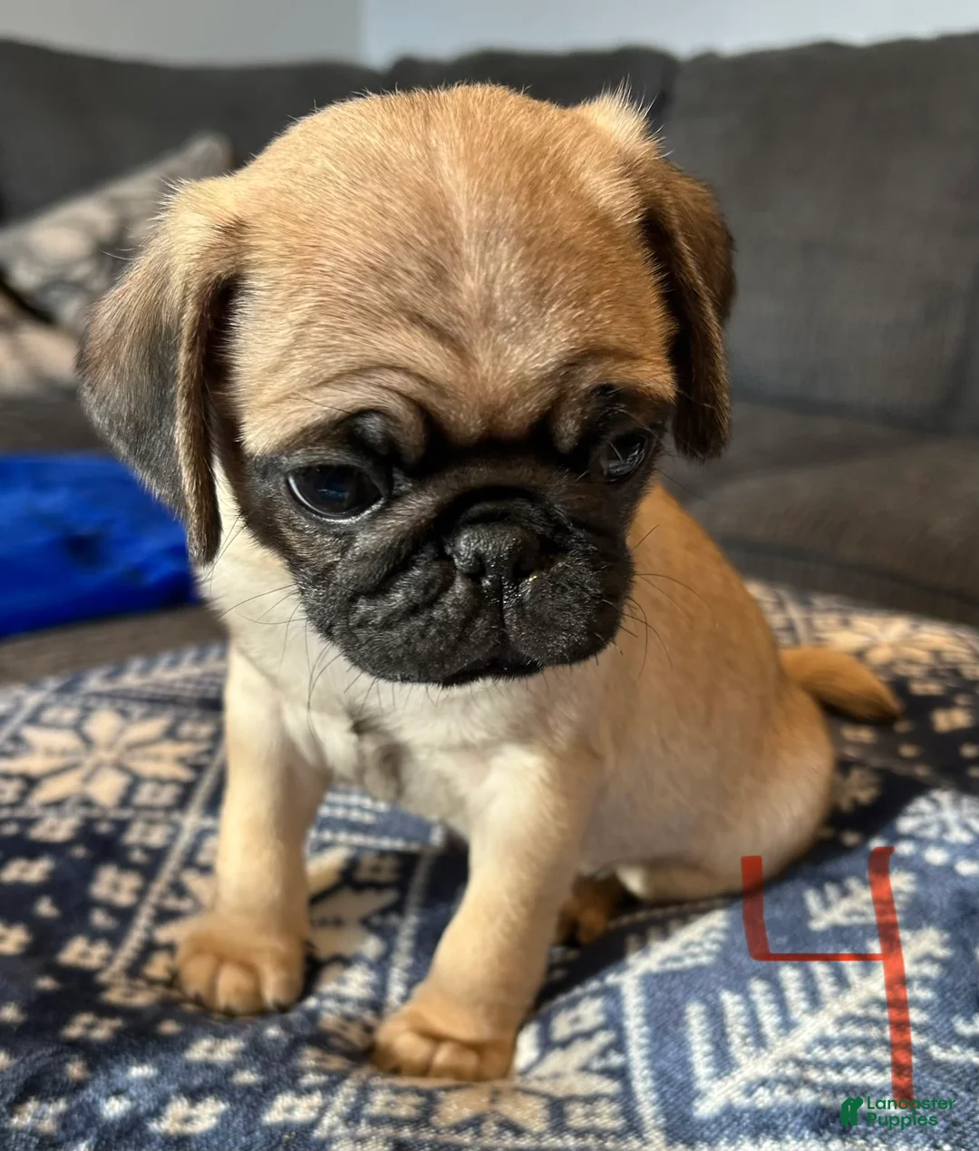 Pug dogs for sale: Thumper - Ad 1
