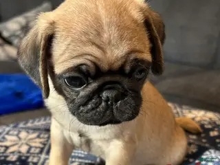 Pug dogs Thumper - Ad 4