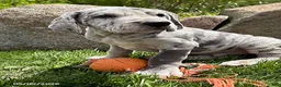 Great Dane dogs for sale: Tate - Ad 3