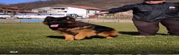 German Shepherd dogs for sale: German Shepherd Puppy 3 - Ad 5