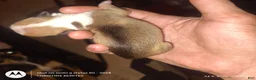 Chihuahua dogs for sale: Chihuahua 4 - Ad 2