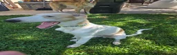 Borzoi dogs for sale: Victor - Ad 5