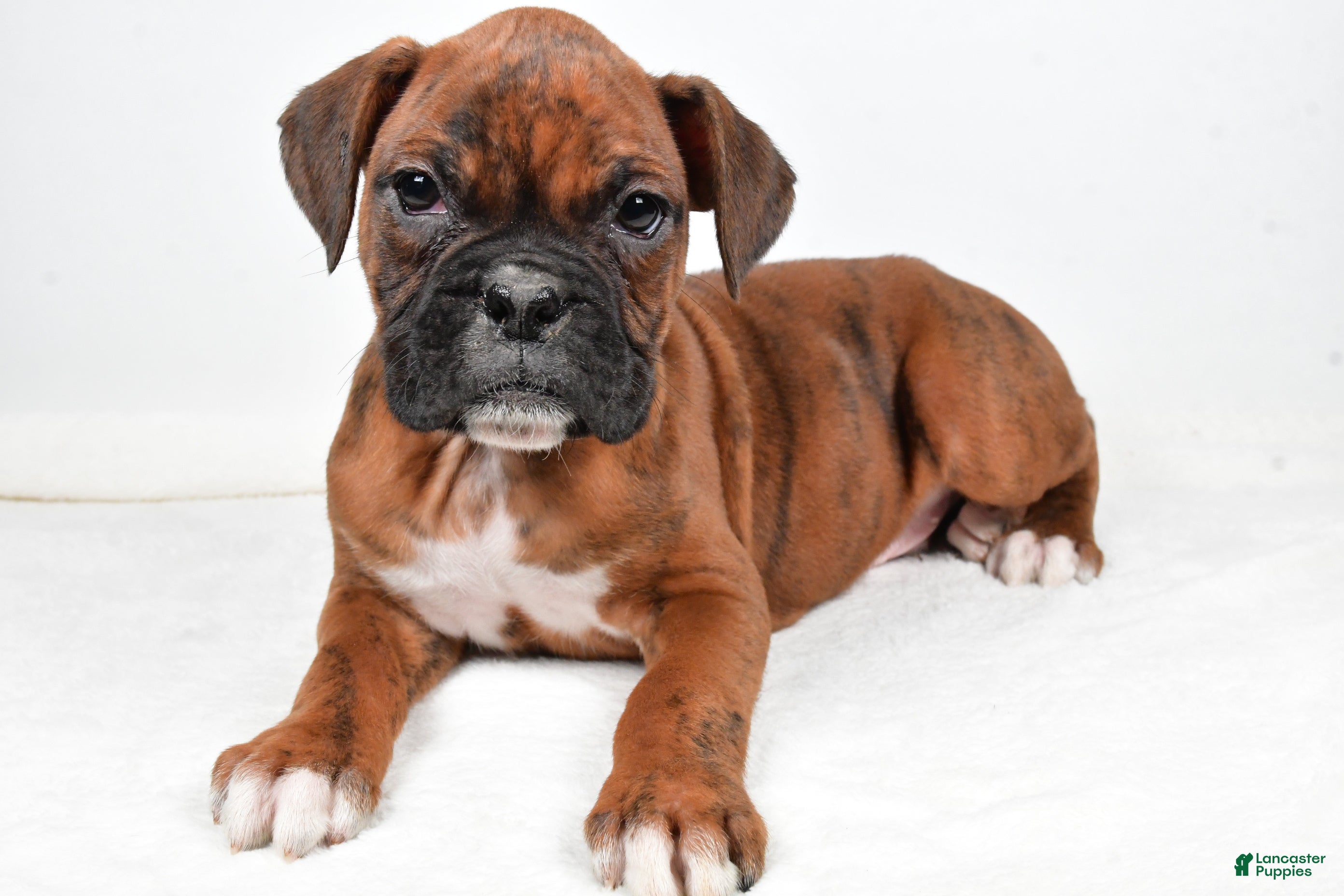 Boxer dogs Benji - Ad 35