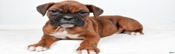 Boxer dogs for sale: Benji - Ad 1