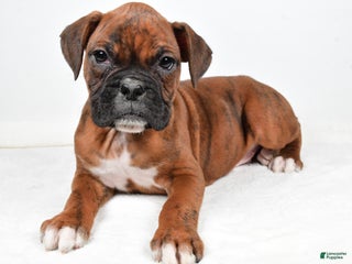 Boxer dogs Benji - Ad 13