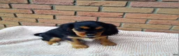 Cavalier King Charles Spaniel dogs for sale: Millie - Ad 6