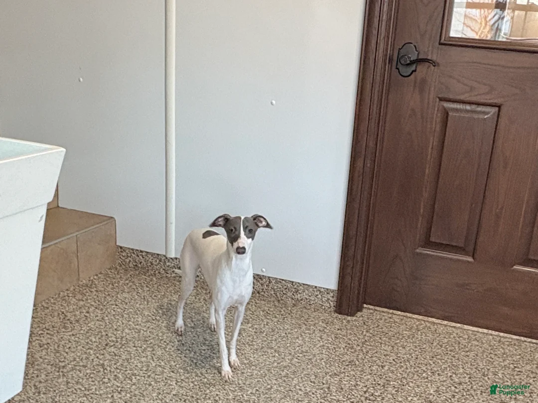 Italian Greyhound dogs for sale: Charity - Ad 5