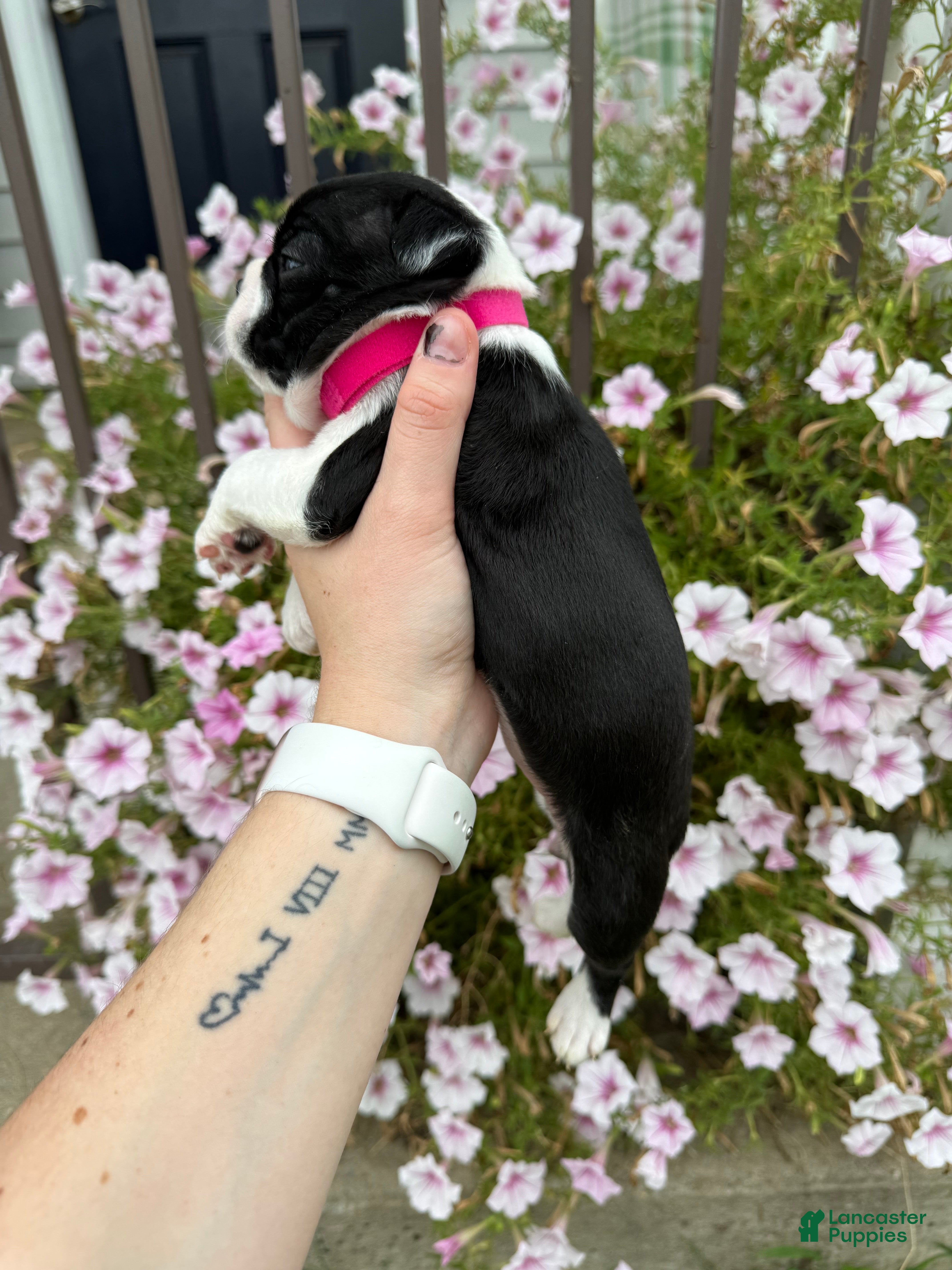 Boston Terrier dogs Boston Terrier 2 (Leia) - Ad 2