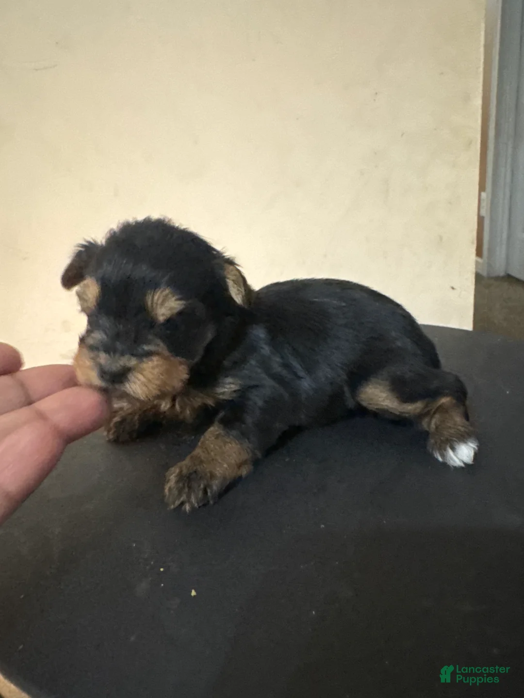 Yorkshire Terrier dogs for sale: Coco - Ad 1